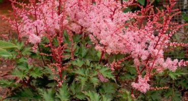 Popis a charakteristika odrůd astilba delft krajka, výsadba a péče